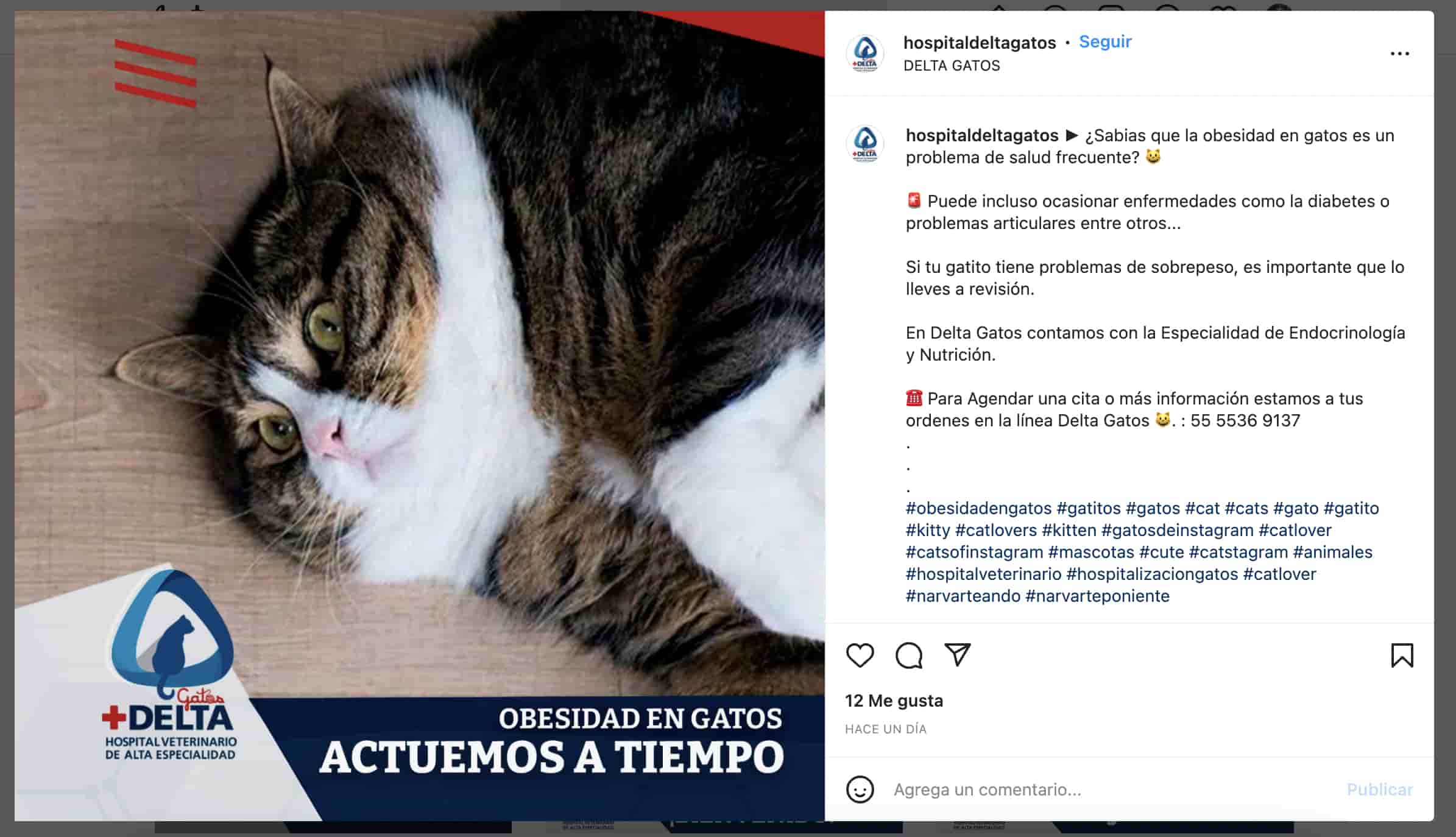 Ejemplos de nicho de mercado: redes sociales de hospital para gatos